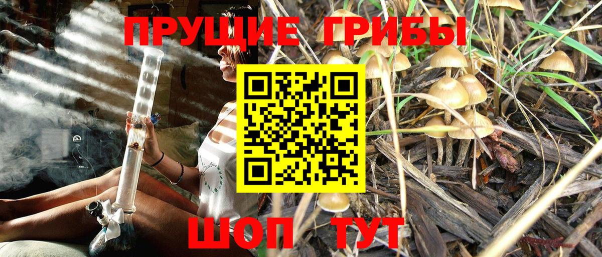 Галлюциногенные грибы Psilocybine cubensis Сланцы